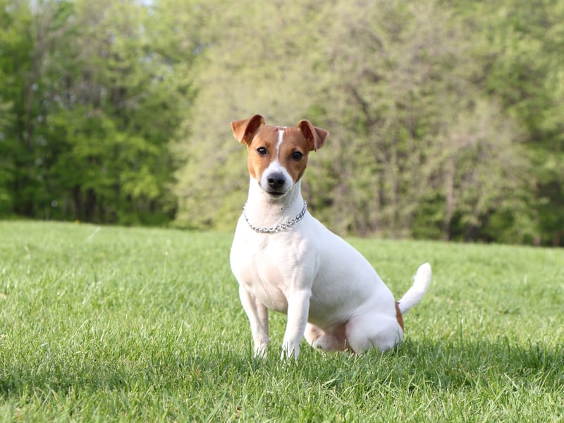 The Jack Russell is a small dog with a big personality whose love of fun and games comes before sitting, staying or walking to heel. 