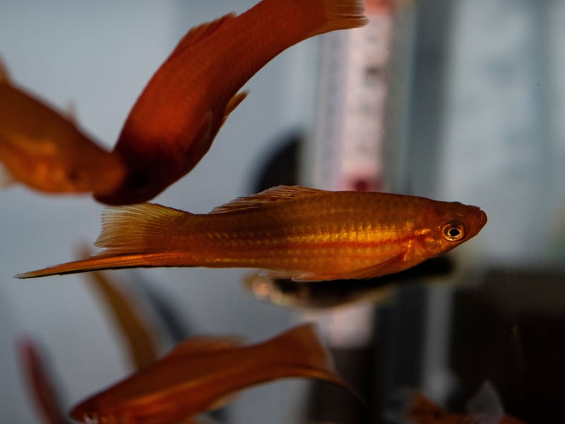 No prizes for guessing how the Swordtail got its name - with its distinctive tail differentiating it from its close cousin the Platy. Selective breeding means they are available in a wide variety of colours including black, silver, orange, red, and mixed patterns. They are great for beginners as they are a community fish, meaning they get on well with other species. The only exception is males can be territorial with other males - so maybe only add one to your tank. 