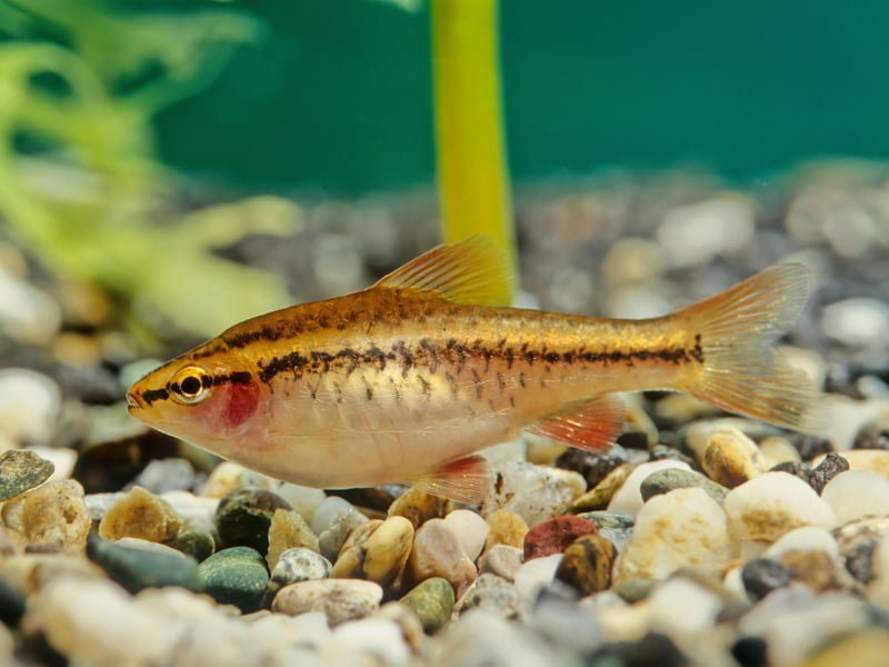 Another schooling fish, you'll want a minimum of six Cherry Barb in your tank to keep them happy. Native to Sri Lanka, keep the ratio at two females to every male to maintain a healthy hierarchy. It's easy to tell the difference as the male is deep red, compared to the female's browny red colour.
