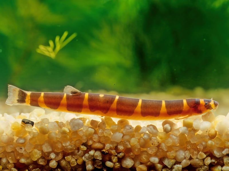 Native to the island of Java in Indonesia, the colourful eel-like Kuhli Loach tend to hide away during the day - coming out in the evening to scavenge food from the bottom of the tank. Easy to look after, just make sure they have plenty of hidey-holes to retire to.