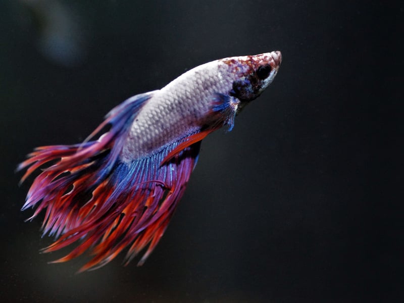 A fish that is as easy to look after as it is beautiful, the one thing beginners need to be careful of when it comes to the Betta is which sex you have. Male Battas tend to be aggressive and fight each other, so either go for a single male or a number of females, who tend to get on better with heach other. Much like humans really!
