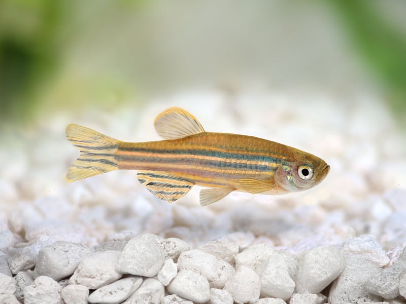Also known as the Zebra Fish. like most of the fish on this list the Zebra Danio is a relatively small fish, hence doesn't need an enormous tank. Get at least five and they will naturally form a school. These fish will eat pretty much anything so that's one less thing to worry about.