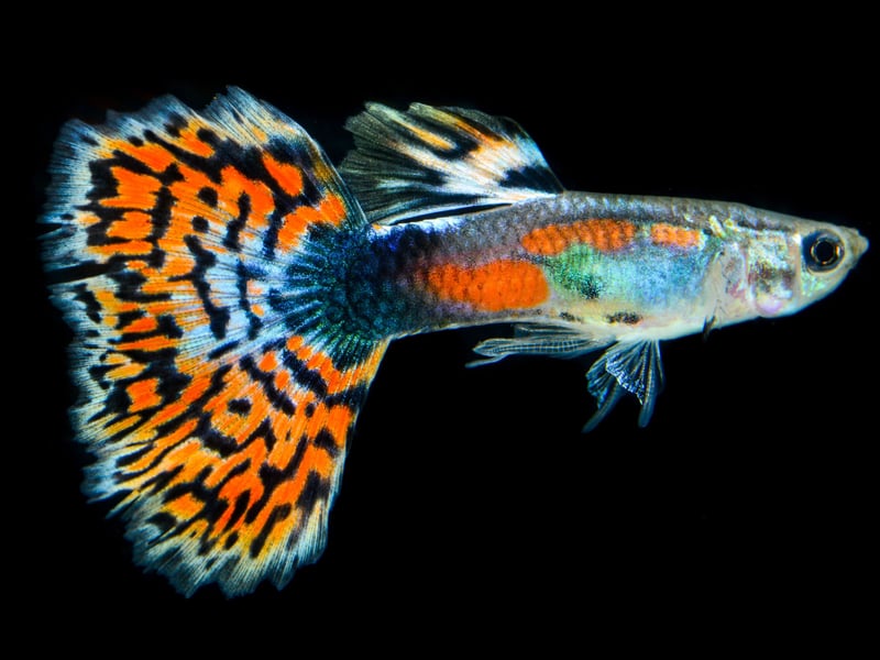 The beautiful Guppy is one of the most low maintenance tropical fish out there. Also known as the Millionfish or Rainbow fish - which have large multi-coloured tails and originally come from northeast South America. In common with some other common aquarium fish, they live-birth their young, rather than laying eggs. Many first time fish owners have been delighted to wake up one morning to find tiny Guppy babies have arrived overnight.