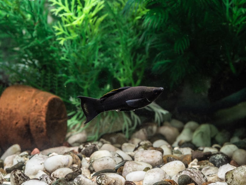 From the same family as the Guppy - and equally easy to keep - Mollies can be differentiated by their body shape and smaller tail. Widespread across the Americas, the Molly can come in a variety of colours, with black and orange being among the most popular with aquarium owners.