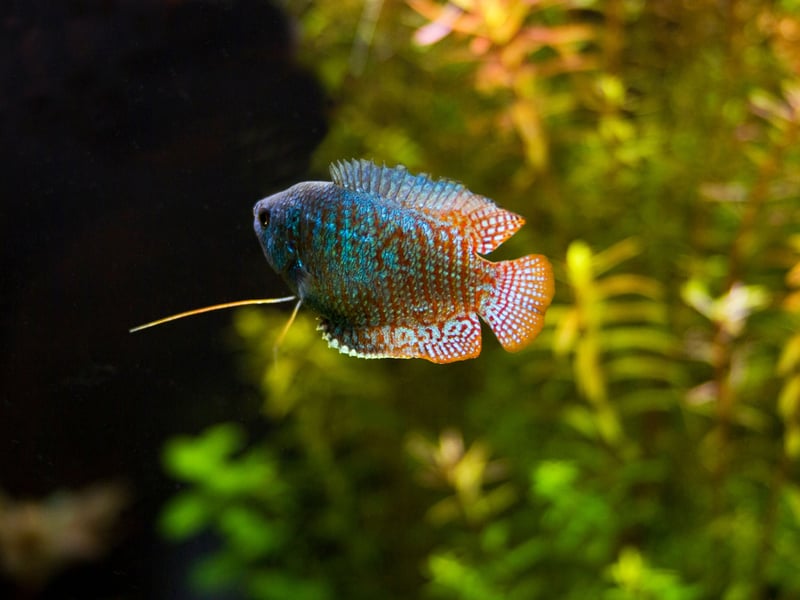 Highly prized for their stunning colours, the Dwarf Gouramis only grows up to 2.5 inches in length and will be happy in either hard or soft water. The South Asian fish breathes directly from the atmosphere so needs easy access to the surface. They will live for up to four years with very little fuss - just make sure to keep their water clean otherwise they may contract diseases.