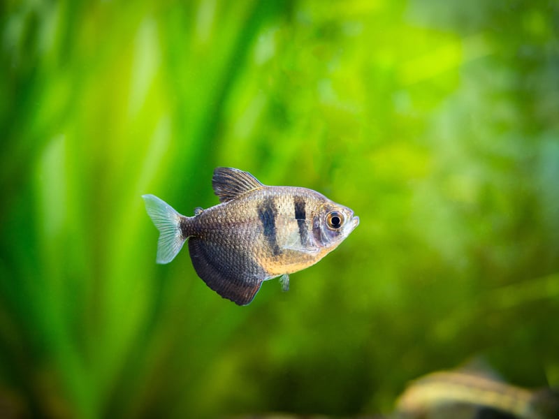 Most fish with the word 'tertra' in their name tend to be good for beginners, and that's true of the striking Black Skirt Tetra (and it really does look like it's wearing a wee skirt). One word of caution - they occasionally nip at other fish's fins so keep an eye on their tankmates. They are another fish that likes to school - so buy a handful.