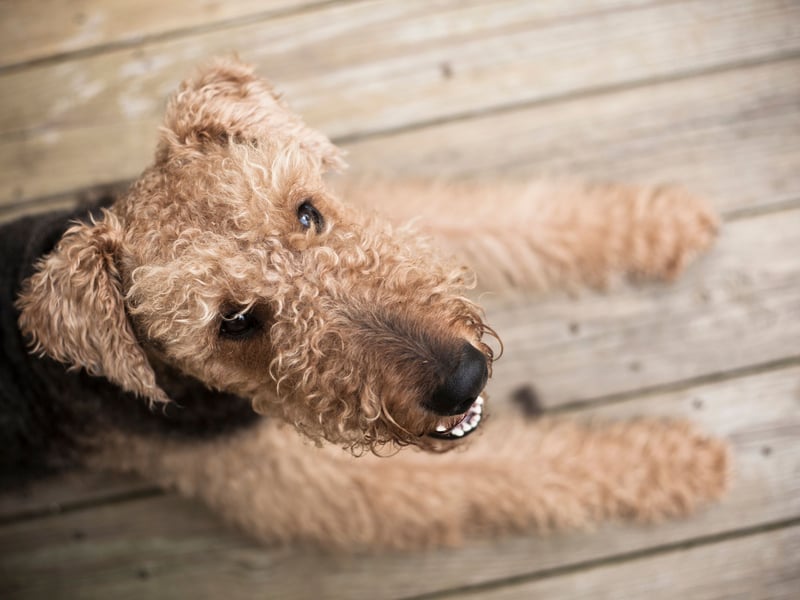 Also known as the Bingley Terrier, the King of Terriers or the Waterside Terrier, the Airedale Terrier is a breed that was first bred in the West Riding of Yorkshire. It's a dog a relatively low number of health concerns, with cancer being the leading cause of death.