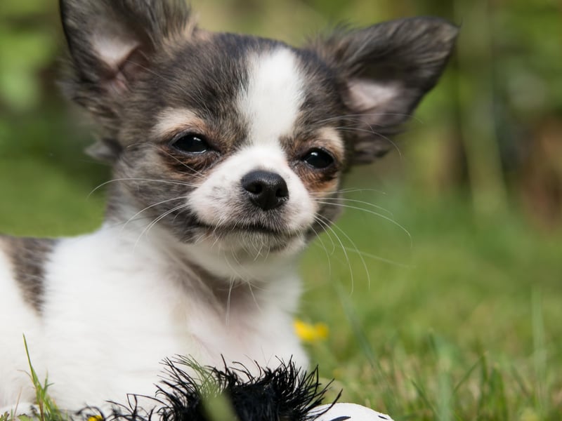 The world's tiniest breed of dog is also one of the healthiest. The miniscule Chihuahua has very few ailments particular to the breed, although older dogs may develop eye and cardiac issues - much like humans. This is the breed that typically lives the longest. 