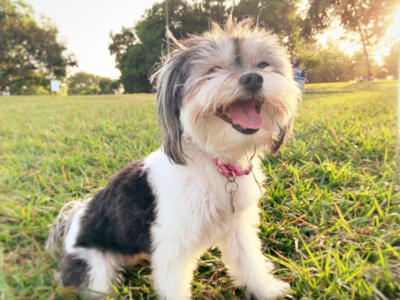 Hailing from the capital city of the Carribean island of Cuba, like many small dogs the Havanese has more chance of developing liver and kidney disease than their larger cousins. Otherwise these loving characters can be expected to remain healthy for most of their lives. 
