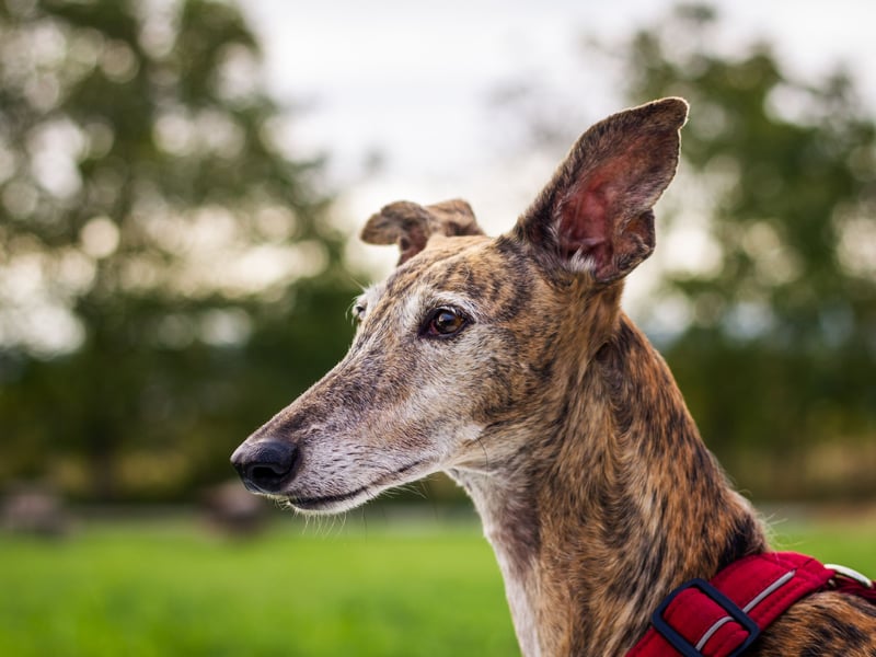 Fast, lazy and healthy are the three dominant traits of Greyhounds. The general rule is the larger the greyhound, the more likely they are to develop muskoskeletal conditions - so Italian Greyhounds are more likely to need a vet visit - but in general they stay in tip-top condition until they get old.