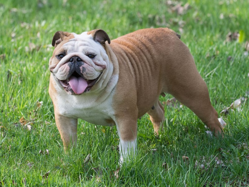 English Bulldogs struggle with the same flat-face issues as the smaller Pug (and their close cousins the French Bulldog). They also can become obese quite easily, can suffer from allergies and commonly get skin infections in their skin folds.