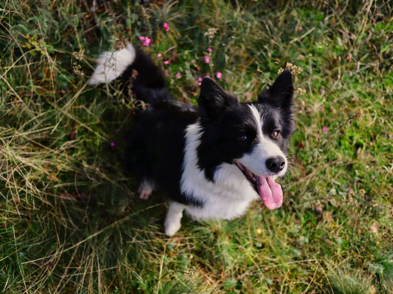 The lively and loveable Border Collie used to suffer frem several genetic conditions but DNA testing by breeders has helped eliminate many of them, meaning they tend to now be one of the healthiest breeds. Deafness and epilepsy are the two most common conditions to still affect the world's most intelligent breed of dog. 