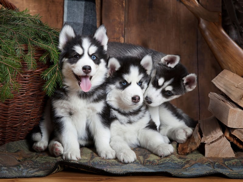 Given they've been bred to pull sleds over long distances in sub-zero conditions, it's perhaps not surprising that a Siberian Husky will tend to remain healthy as a family pet. While some individual animals will suffer from eye and hip issues, they are unusual early in life.