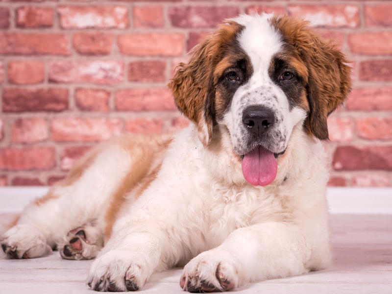 Saint Bernards have two main health concerns - a predisposition to bone cancer and an abnormality in the heart muscle called cardiomyopathy. Owners should keep a close eye on their pets to look out for signs of pain when the dog walks, or changes in breathing indicative of a heart problem.