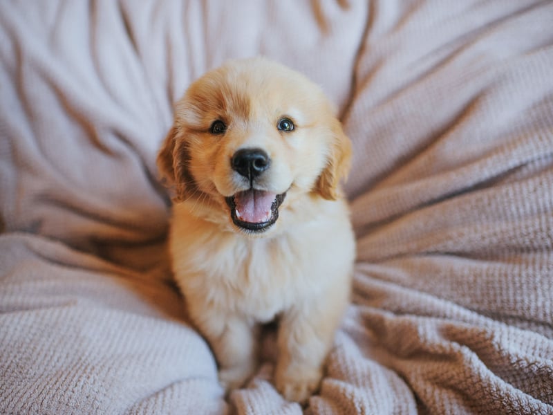 What's true of the Labrador Retriever tends to also be the case with close cousin the Golden Retriever - and this extends to health issues. They are also prone to developing ichthyosis, a genetic skin condition.