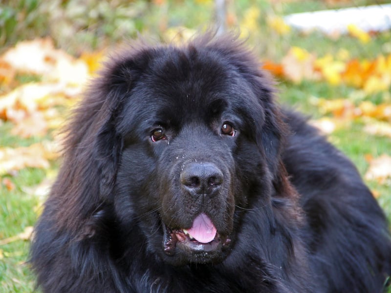 The Newfoundland's huge size is responsible for its most common health problem - a condition called Subvalvular Aortic Stenosis which decreases the blood flow to the heart causing cardiac arrest. They are another breed prone to hip and elbow dysplasia. 
