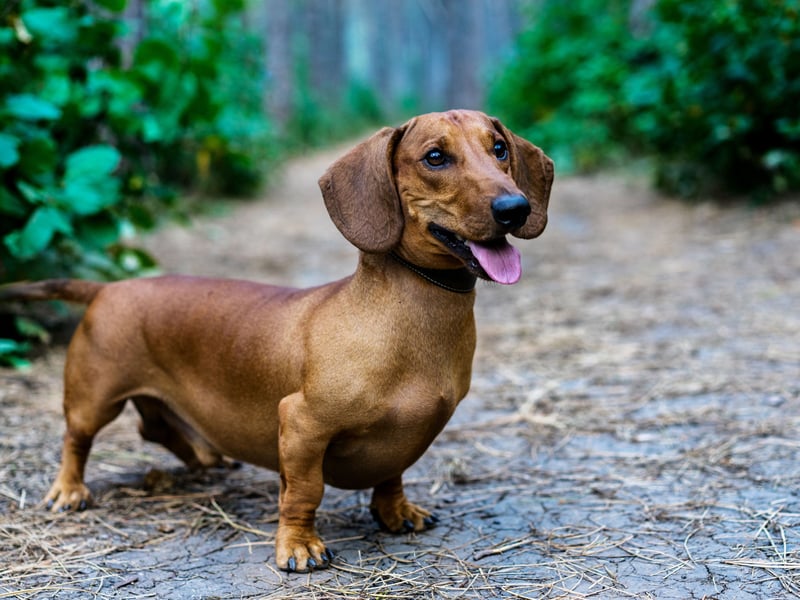 That long spine that gives the Dachshund it's sausage dog shape means problems like intervertebral disc disease are common. These wee characters are also prone to obesity, dental issues, and patellar luxation.