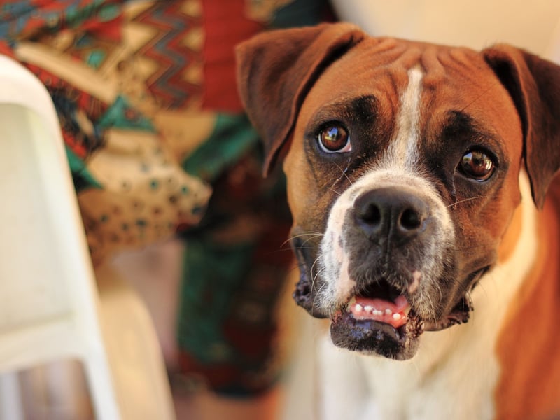 The Boxer's cute shirt snout may look cute but, combined with its excitable nature, it means this dog is particularly susceptible to heatstroke. They are also known to have a high cancer risk, with a predisposition to lymphoma and brain tumors. Cardiomyopathy, hip dysplasia, and allergies can also be issues to look out for.