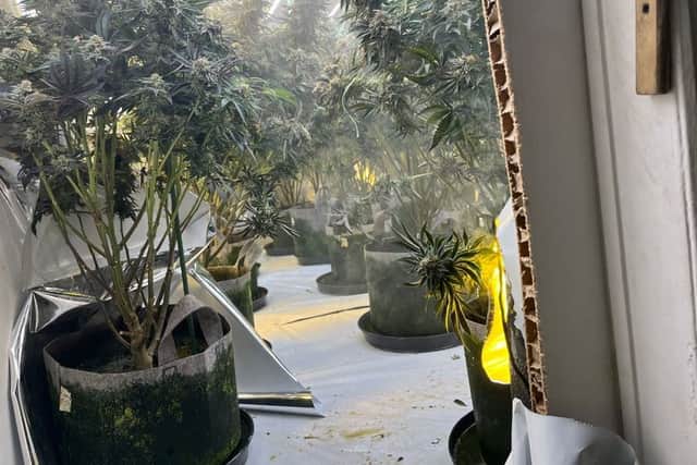 One of the cannabis farms uncovered by officers in Rotherham