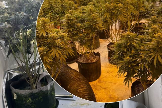 The raids have seen a total of 6,781 plants being recovered, and a further 3,953 plants have been found as part of additional police activity in the town