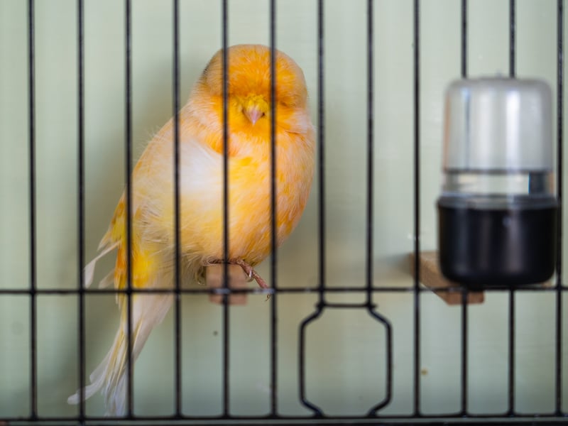 A canary with hair over its eyes
Pictured by Alec Chapman