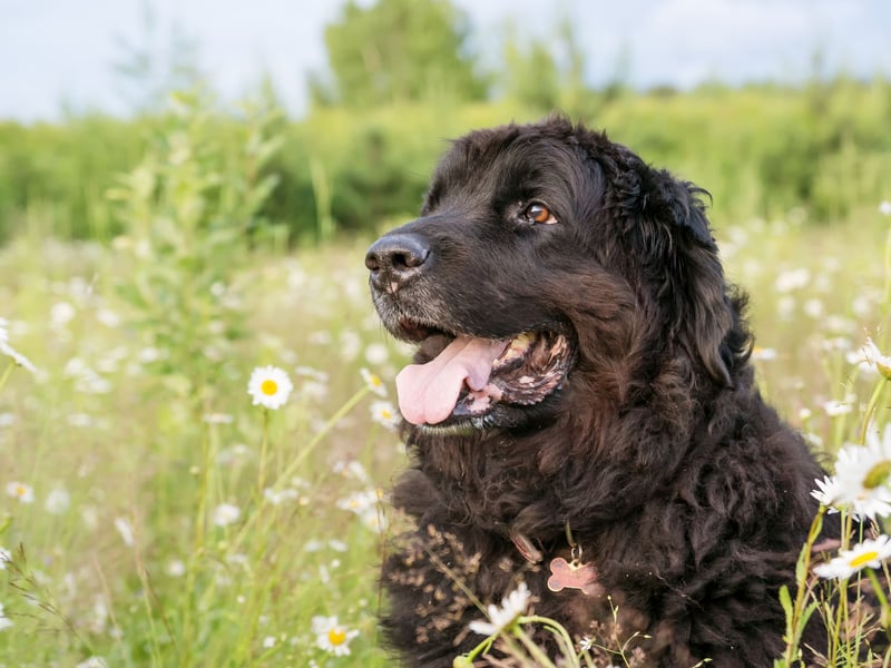 Many of the larger, heavier breeds of dog shouldn't be encouraged to run too often as it can lead to joint issues. The Newfoundland is one such dog that is happy to plod along for long distances but should be left to travel at their own speed - particularly in warm weather. 
