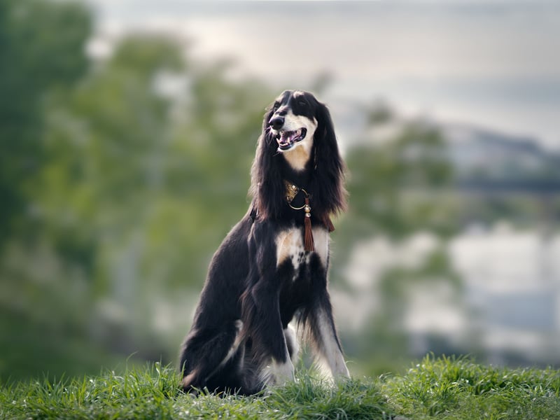 One of the most ancient breeds of dog, the Saluki is thought to date back to ancient Egypt. With a top speed of 42mph they are the second fastest dog breed. 