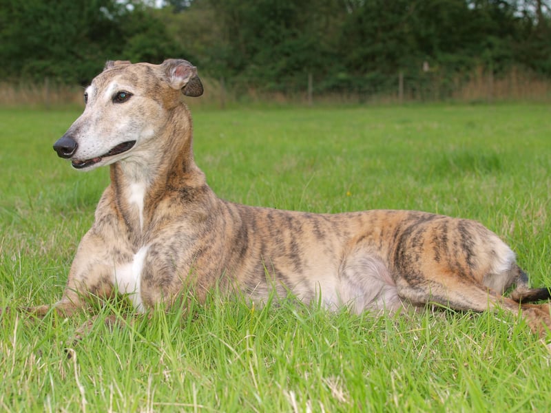 We're starting with the speediest of pooches. It probably comes as no surprise that the fastest breed of all is the Greyhound. They are born to run, although are surprisingly lazy the rest of the time, and have an incredible top speed of 45mph. 