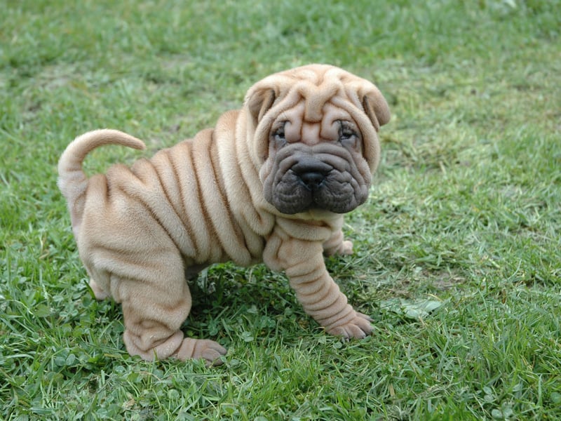 With a top speed of around 13mph, the Shar-pei is unlikely to ever go fast enough to smooth out those adorable wrinkles.