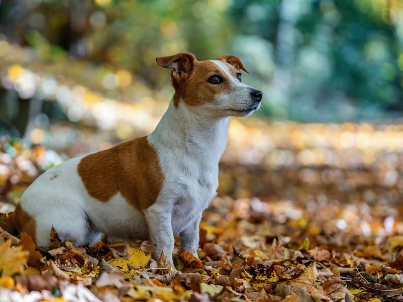 Small but speedy, the Jack Russell Terrier rounds out the top five fastest dogs. Bred to be the perfect dog for fox hunting, they can clock speeds of up to 38mph. 