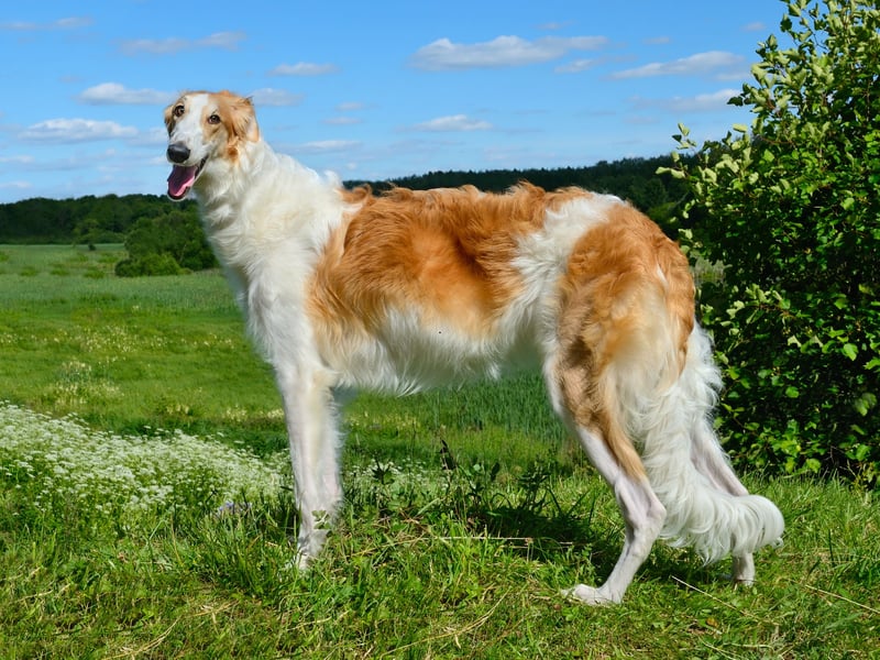 Originally from Russia, where they were used as hunting dogs, the Borzoi just loves to run and can reach a speed of 36mph. 