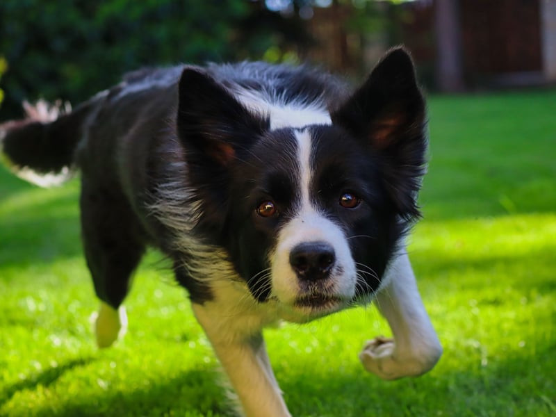 Bred to herd livestock, Border Collies have no problem outrunning sheep with a top speed of 30mph. 