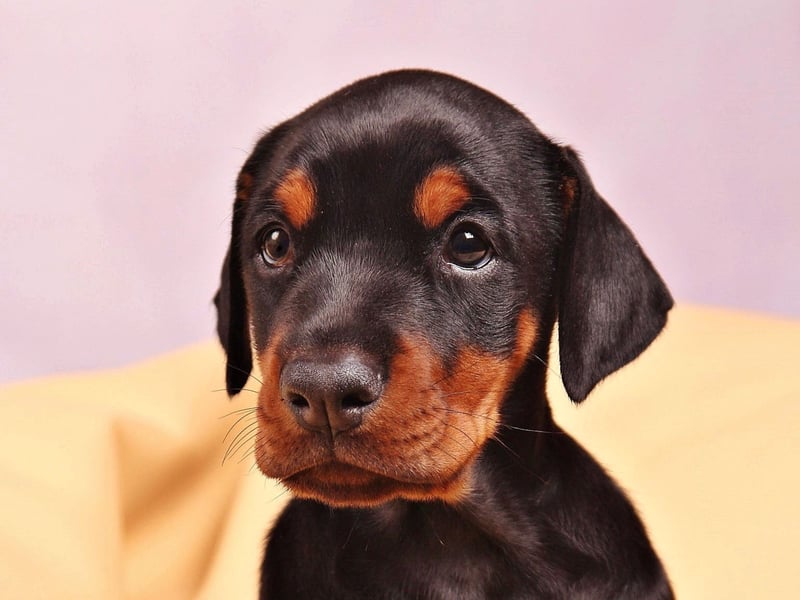 Dobermanns were bred as guard dogs, but are no slouches in the velocity department either. A burglar would find it hard to outpace their top speed of 32mph.