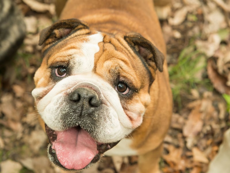 Neither the French Bulldog, nor the larger English Bulldog, is likely to win any races. Struggling to reach speeds of more that 15mph, they find it harder still to maintain a decent pace.