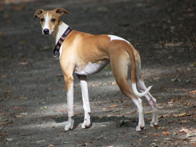 The Whippet, like their larger Greyhound cousins, are natural racers and can speed along at up to 34mph - perfect for when they were used to hunt rabbits. 