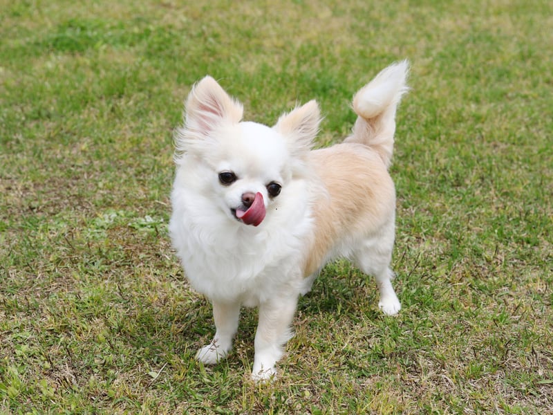 It's not a case of a lack of energy when it comes to the tiny Chihuahua. Being the smallest dog in the world, even though it may think that it's speeding along, those tiny legs have a limit of around 5-10mph.