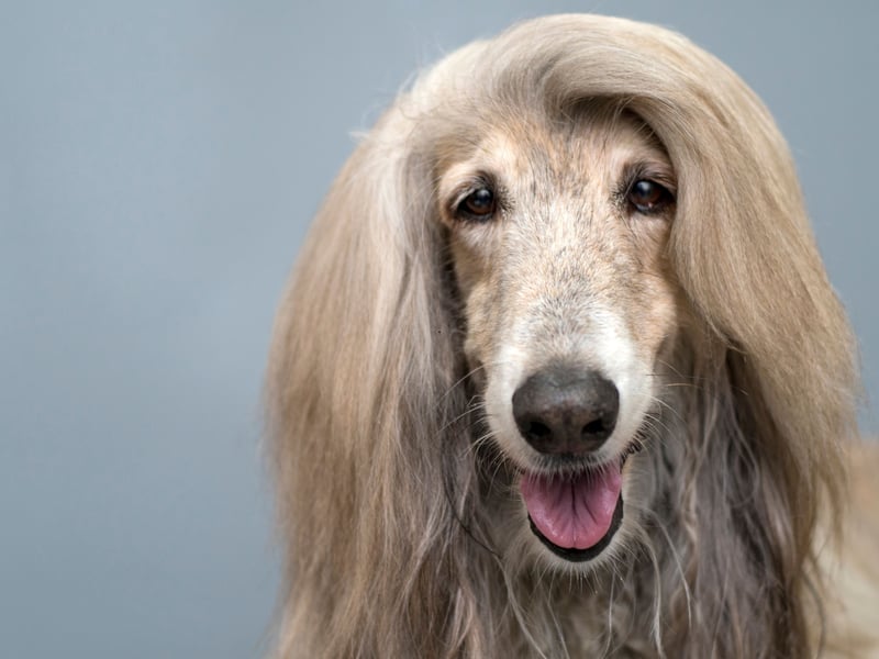 In joint bronze medal position for quickest canine is the Afghan Hound. At top speed they are a blur of fur, running at 40mph.