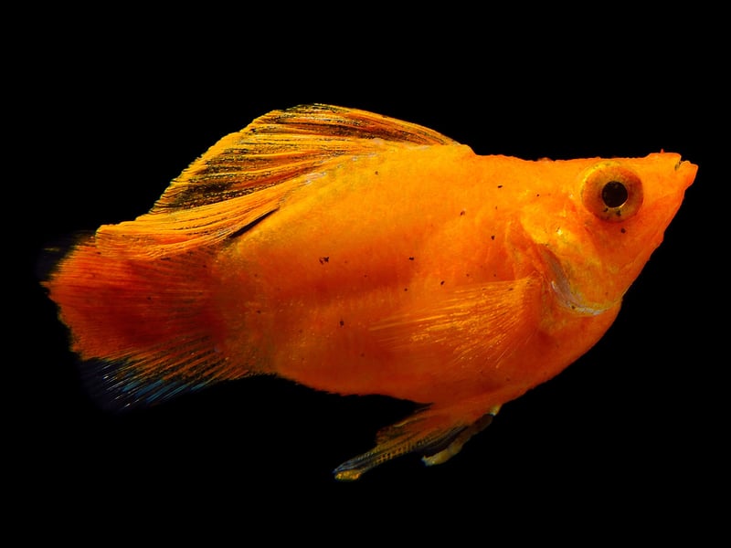 Mollies are adaptable and peaceful little fish that come in a variety of colors - including orange and black. They’re livebearers so you may wake up to a few new fish in your tank. They are pretty unfussy about tank conditions and are reliable community fish.
