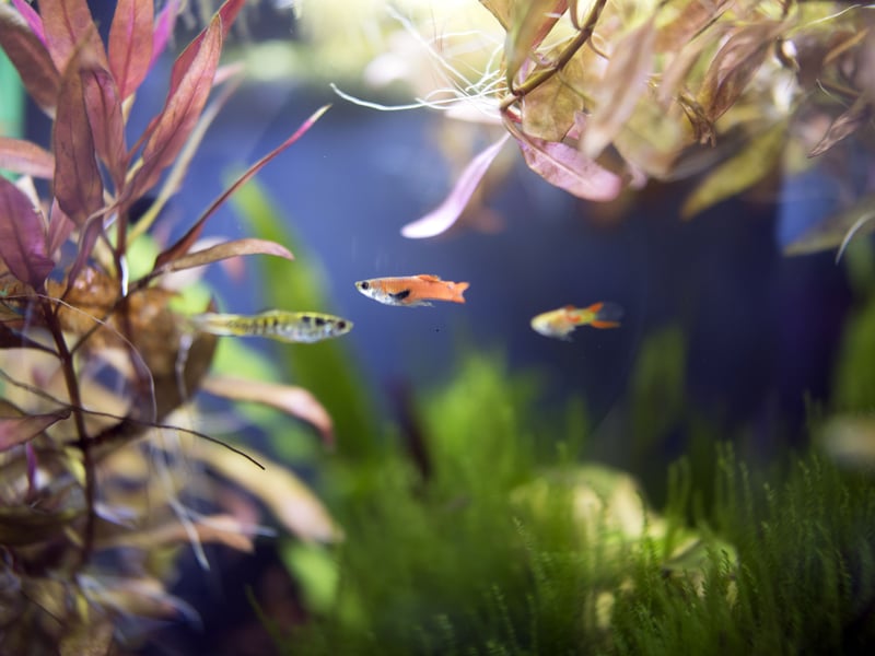 Endler’s Livebearer are best described as tiny Guppies, and are similar in outlook and temperament - while being even hardier and more peaceful than their larger cousins. Their size makes them a great choice for nano tanks too.