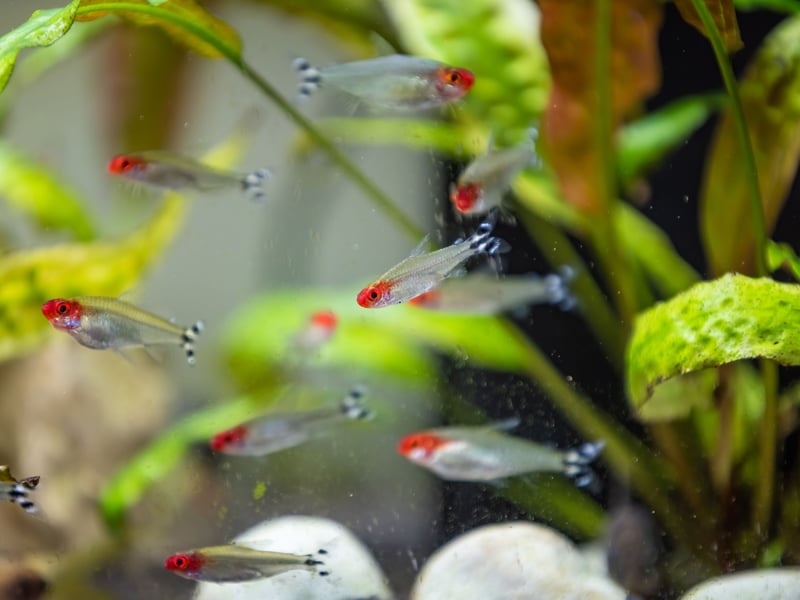 Pretty much all tetras get on well in a community tank and are likely to get on with pretty much anybody - other than the bucktooth tetra which is a bit of a scale-nibbling bully. Add a school of Rummy Nose Tetras though and you'll not have any complaints from the rest of your fishy community. 