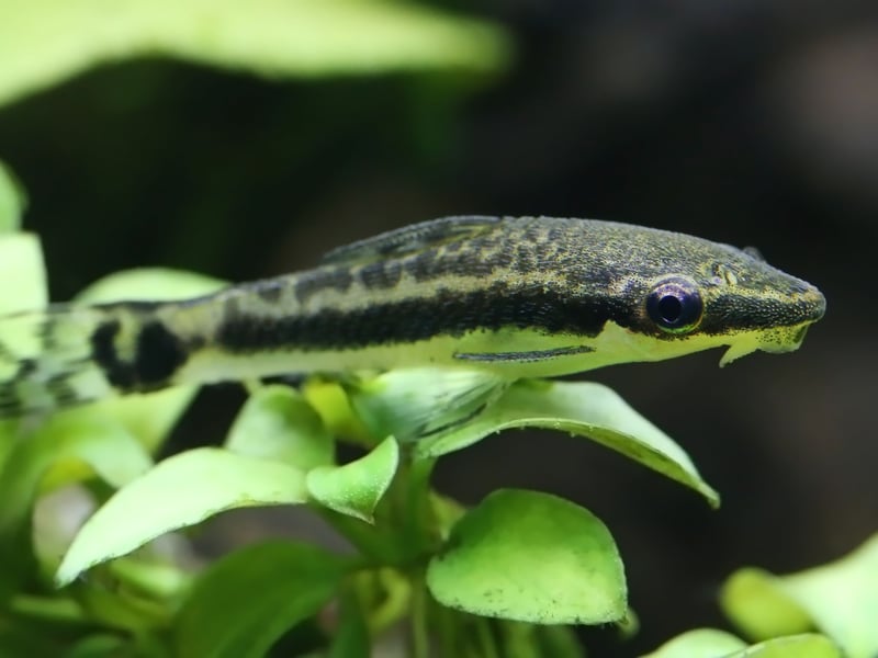 Otocinclus Catfish are small algae eaters that thrive in groups. They are highly peaceful and help control algae growth in a community tank. They require a well-established aquarium with plenty of biofilm and hiding spots. They do best with tetras, rasboras, and other non-aggressive fish. 
