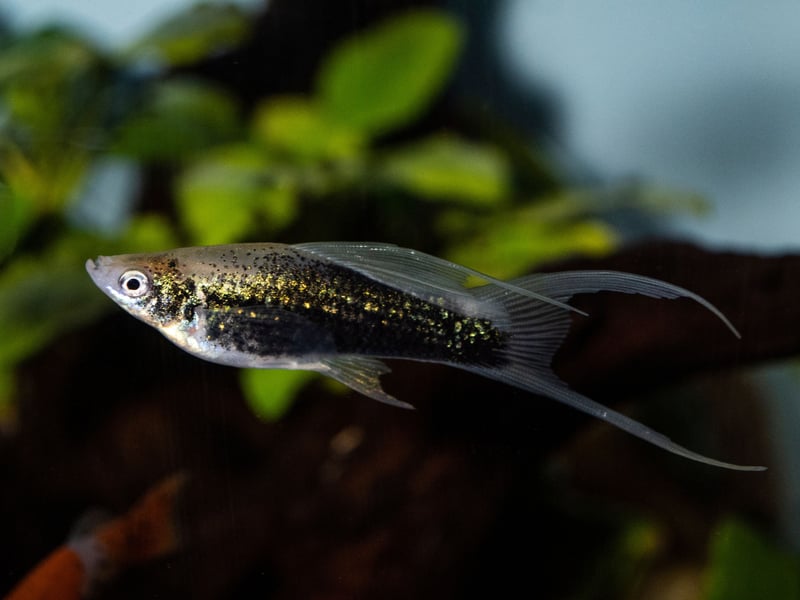 Swordtails are easy-going fish with an elongated tail resembling a sword - but it's never used for violence. Another fish that likes plenty of vegetation, the males are only occasionally territorial and otherwise this is a very friendly fish.