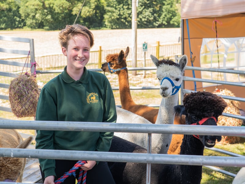 Poppy with alpacas at the show
