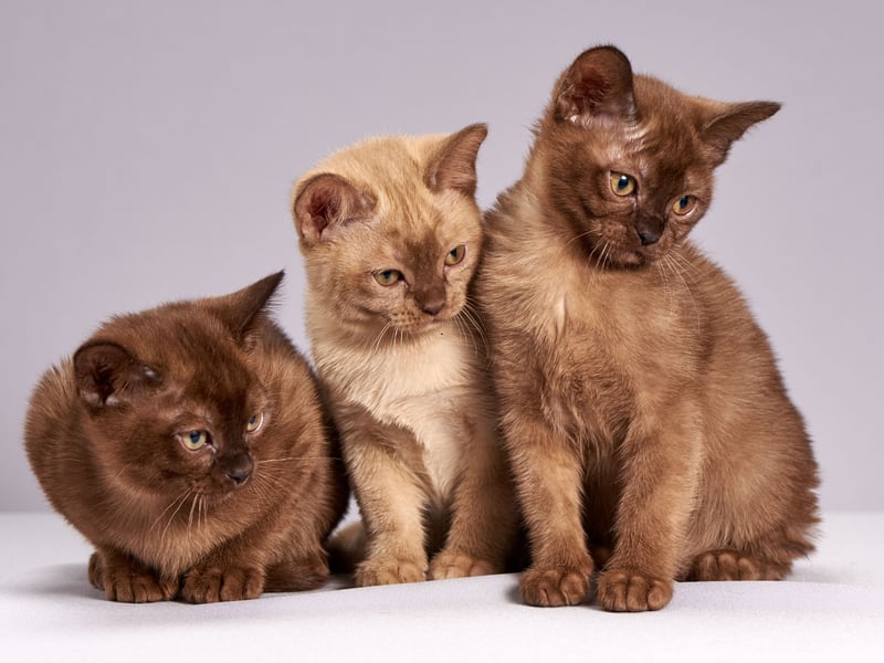 Considering that the Siamese and Tonkinese are both affectionate - it's no surprise that the Burmese cat is too. Don't expect them to stick by your side at all times - they love going for a solo adventure - but they will always be back to demonstrate just how much they love you (lots). 
