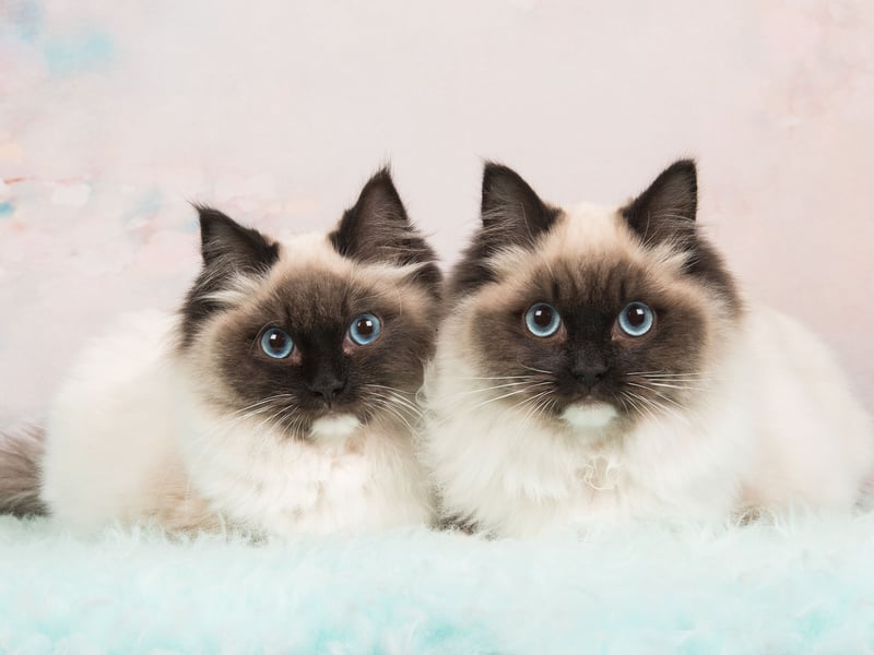 Pretty much the perfect pet, the Ragdoll has been bred to be affectionate companions, but also to be relatively low-maintenance and self-sufficient. They love children and are likely to always see your lap as being their evening relaxing spot. 