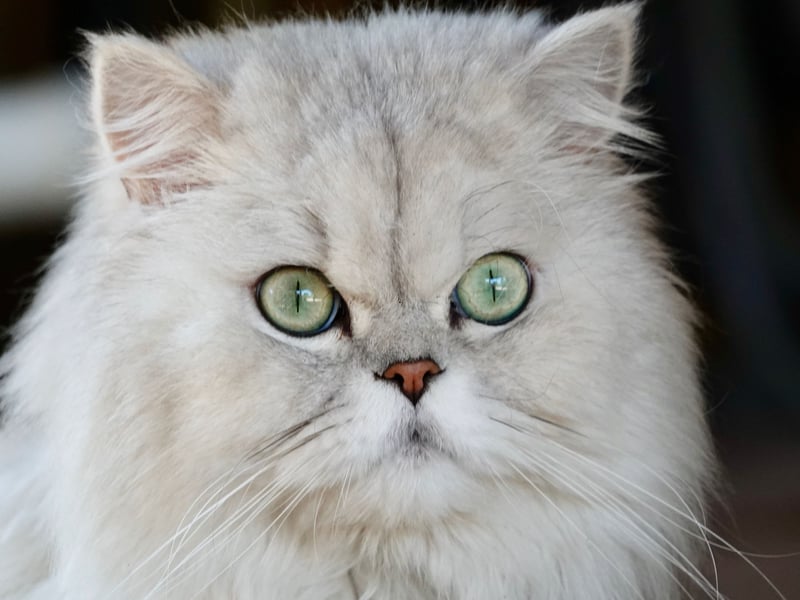 The final podium spot goes to the distinctive Persian cat. It's thought that this breed was first brought over to Europe from Afghanistan and Iran in the 19th century. Unfortunately, in common with other breeds with 'flat faces' they can suffer from Brachycephalic Obstructive Airway Syndrome (BOAS) which results in breathing and feeding problems. 