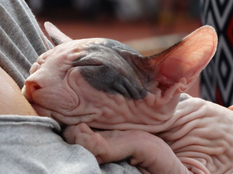 The fact that the Sphynx doesn't have any hair means it can get a bit chilly - and its owner's body heat is just the ticket for it to warm up. That means there will always be cuddles. Plus this breed of cat just naturally loves snuggles - and play - even if it's warm enough, so expect plenty of purrs at the same time. These are seriously loving cats. Sadly, there are also issues with having no hair, with these cats predisposed to skin problems and sunburn.
