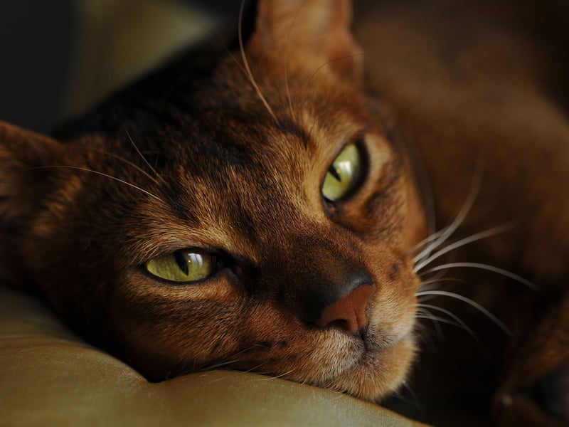 You've head of velcro dogs? Now meet a velcro cat. The adorable Abyssinian is the breed least likely to let you go to the toilet by yourself. Their previous owner must be protected at all times!