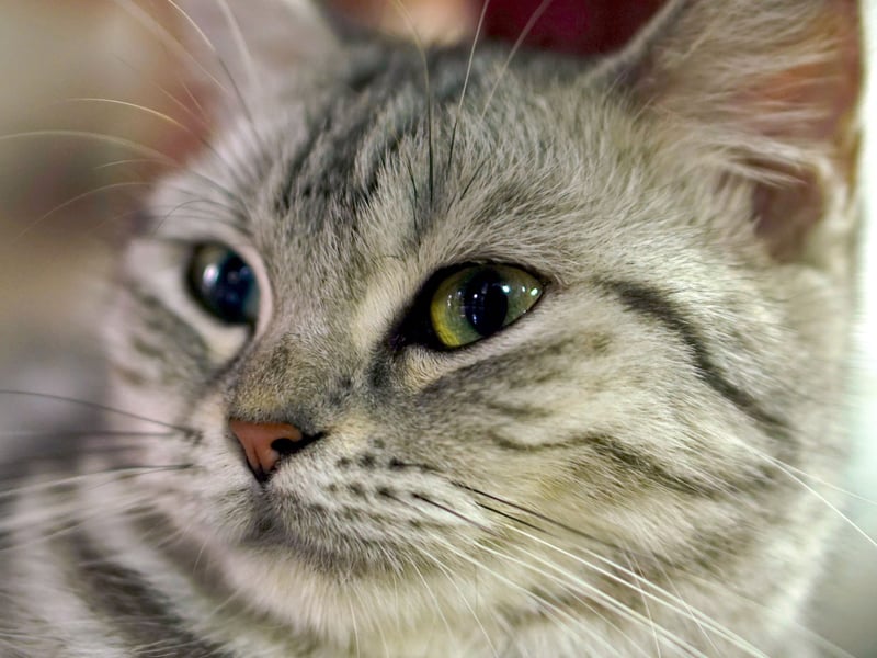 As the name would suggest, the American Shorthair is one of the most popular breeds of cat in the USA - it's pretty much the definition of 'housecat' on the other side of the Atlantic. Very adaptable and a perfect family pet, they tend to love being held - relishing all human contact. 