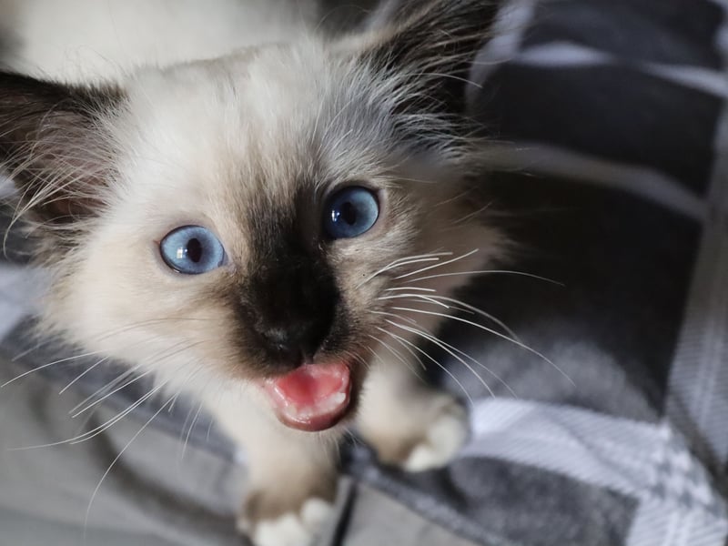 Birmans are gentle and loving lap cats that form deep connections with their entirely families. That means they'll be equally cuddly with both adults and children - and even fellow household pets.